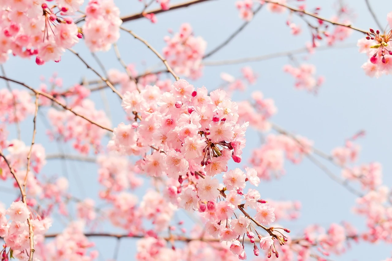  » Le massage liftant japonais – Le secret d’une peau rayonnante à Lausanne »